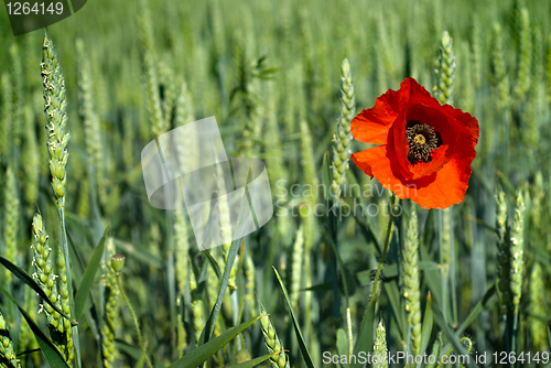 Image of poppy on field of green wheat