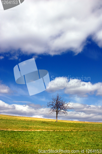 Image of Green field and lonely tree against blue sky and clouds