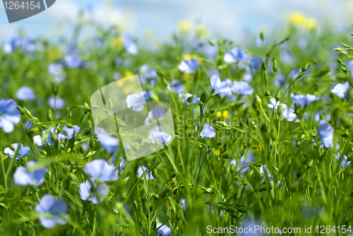 Image of flax flowers