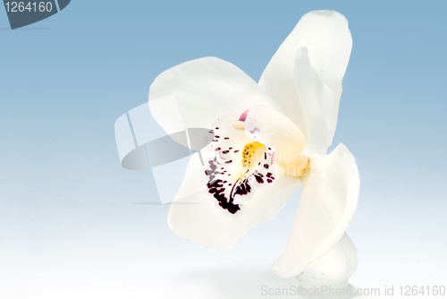 Image of white orchid on blue