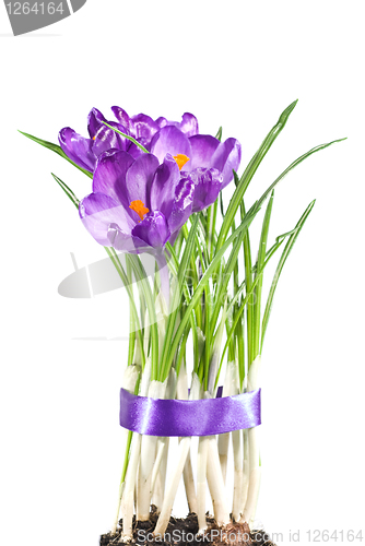 Image of crocus bouquet isolated on white