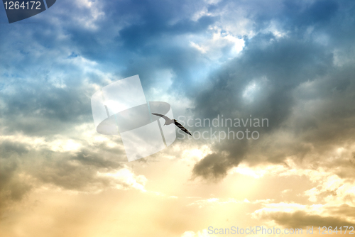 Image of bird and dramatic clouds with sun beams