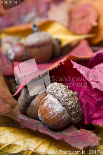 Image of acorns with autumn leaves