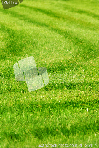 Image of green grass background with stripes