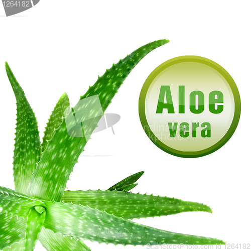 Image of close-up photo of green aloe vera with icon isolated on white