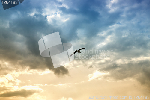 Image of bird and dramatic clouds