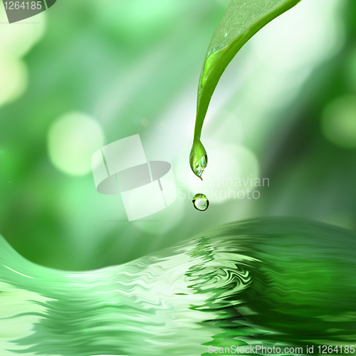 Image of green leaf with drop of water on green sunny background