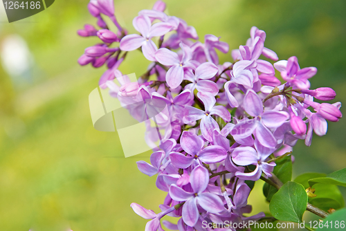 Image of Spring lilac flowers with leaves