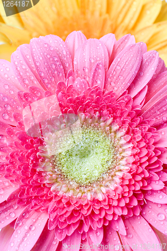 Image of Pink daisy-gerbera with water drops isolated on white
