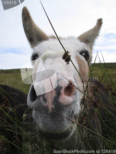 Image of Donkey