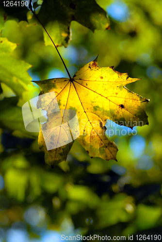 Image of autumn maple leave