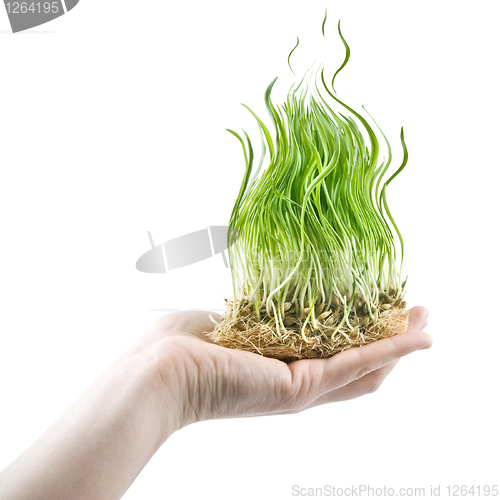 Image of human hand holding green grass in shape of fire on white