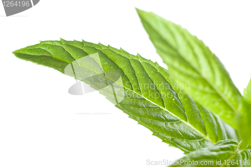 Image of macro photo of green mint isolated on white