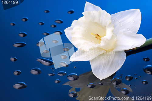 Image of white narcissus on blue background with water drops