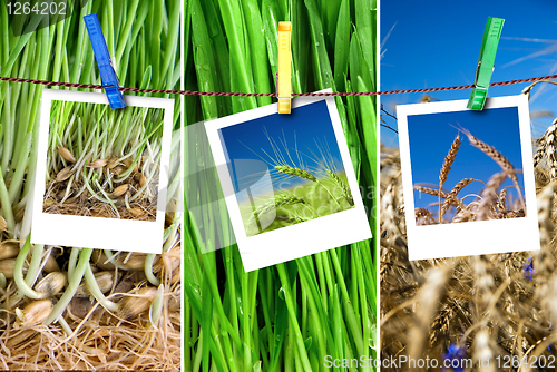 Image of photos of wheat hang on rope with pins. Seasonal growth concept