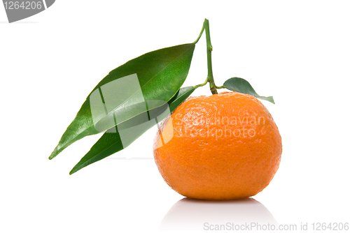 Image of Tangerine with green leaves isolated on white