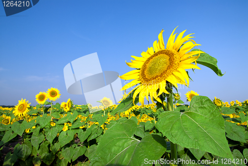 Image of sunflower field over blue sky