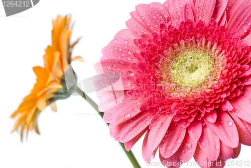 Image of Pink daisy-gerbera with water drops isolated on white