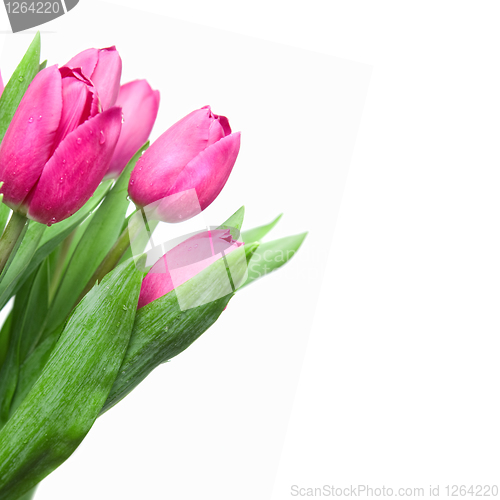 Image of close-up pink tulips isolated on white