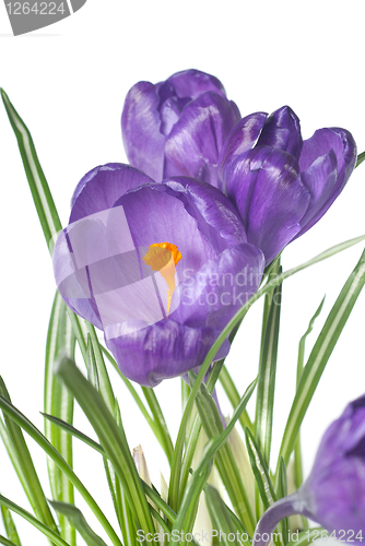 Image of crocus bouquet isolated on white