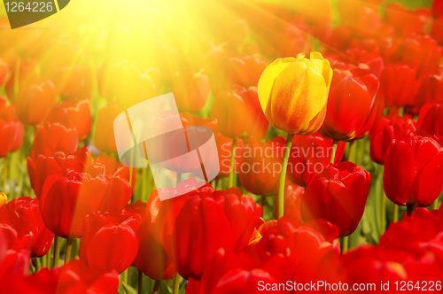 Image of sunny field of tulips
