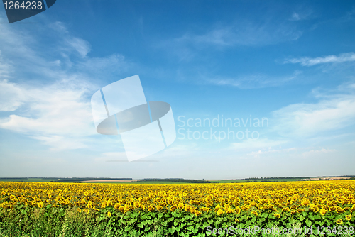 Image of sunflower field over blue sky