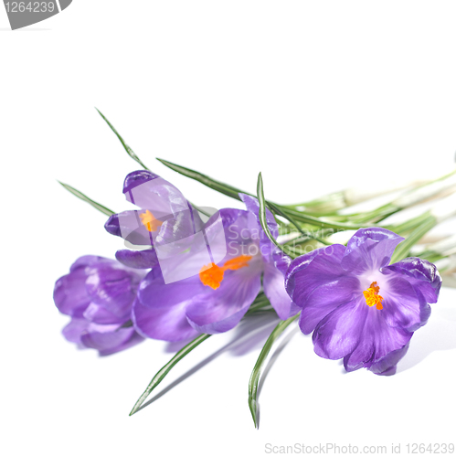 Image of crocus bouquet isolated on white