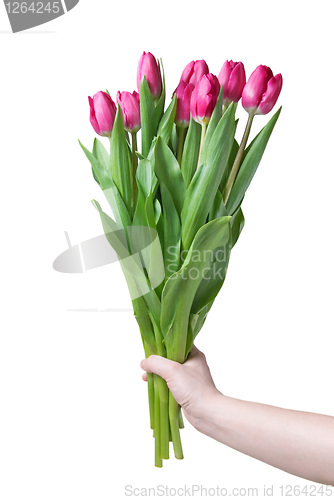 Image of Hand with bouquet from pink tulips isolated on white