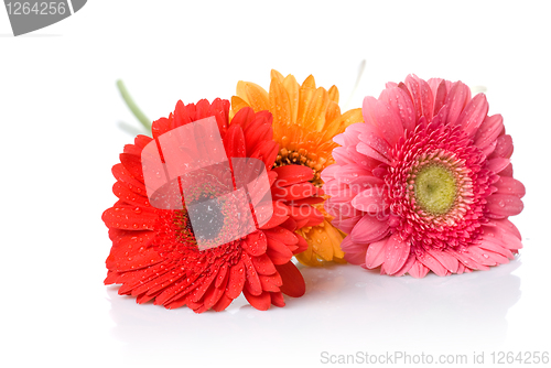 Image of Bouquet from daisy-gerbera with water drops isolated on white