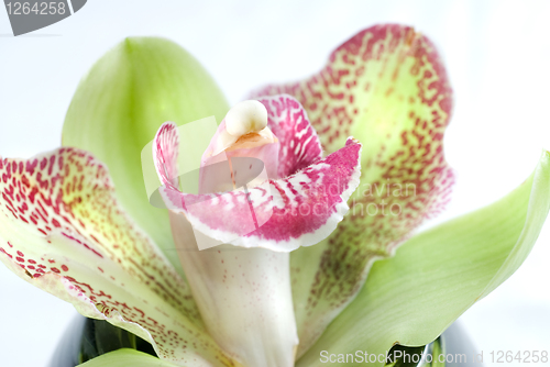 Image of Green orchid
