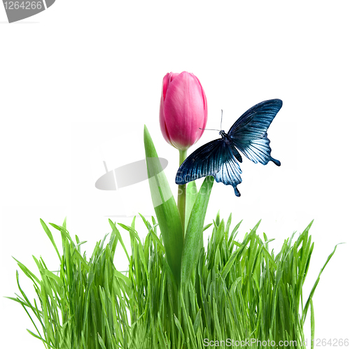 Image of butterfly on purple tulip in green grass isolated on white
