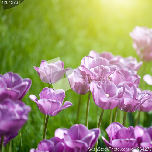 Image of Close up photo of pink tulips with sun beam