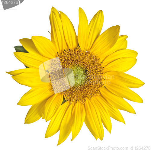 Image of sunflower isolated on white