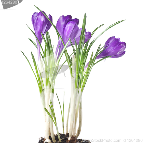 Image of crocus bouquet isolated on white
