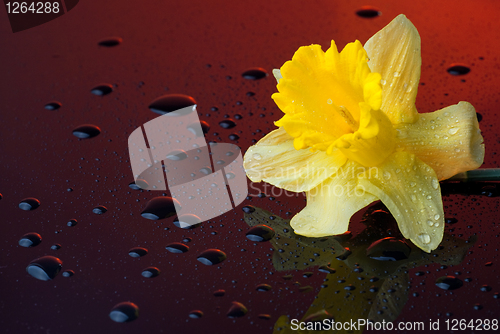 Image of yellow narcissus on red background with water drops