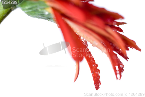 Image of Macro of red daisy-gerbera head with water drops isolated on whi