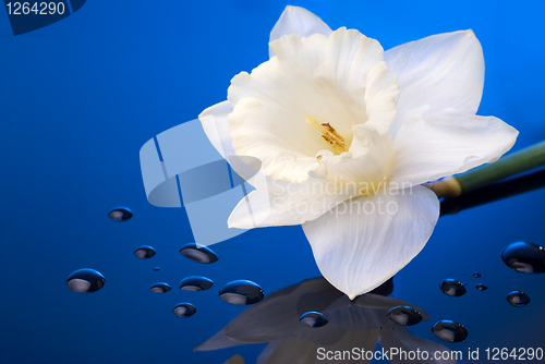 Image of white narcissus on blue background with water drops