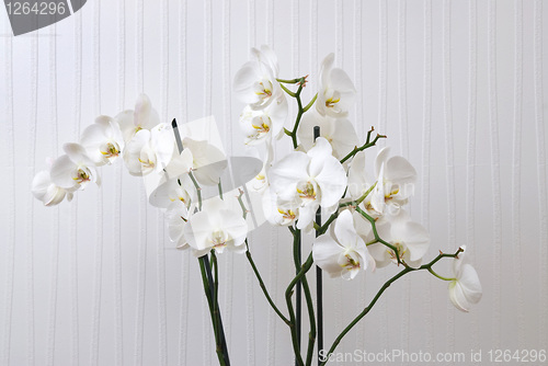 Image of branch of white orchid