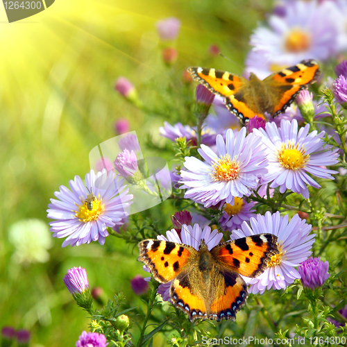 Image of two butterfly on flowers