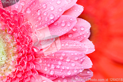 Image of Close up pink daisy-gerbera with water drops