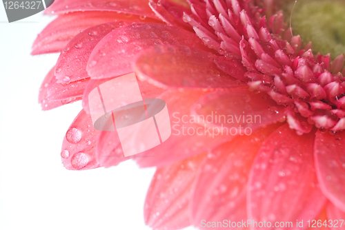 Image of Pink daisy-gerbera with water drops isolated on white