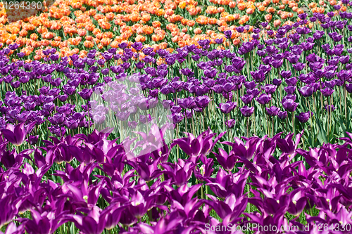 Image of Field of pink and yellow tulips