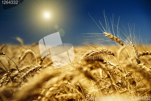 Image of gold wheat and blue sky with sun