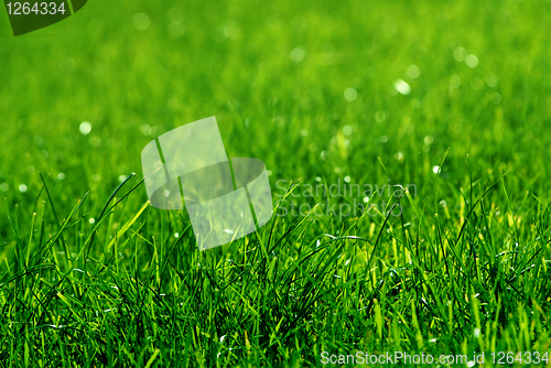 Image of green grass background