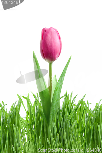 Image of purple tulip and green grass isolated on white