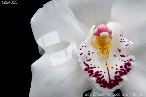 Image of close up white orchid isolated on black