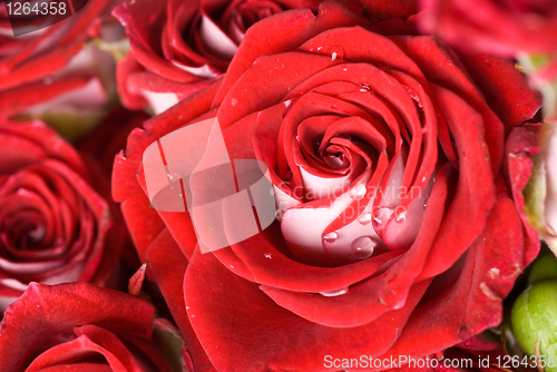 Image of close up photo of red rose