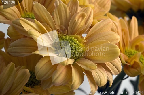 Image of Chrysanthemums