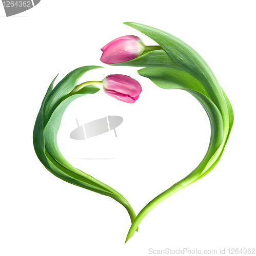 Image of heart from purple tulips isolated on white