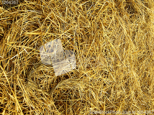 Image of Straw texture